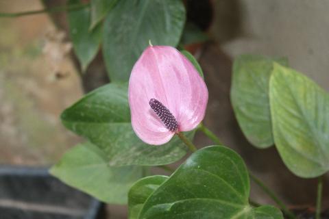 Goa Flowers - Download Goa Photos